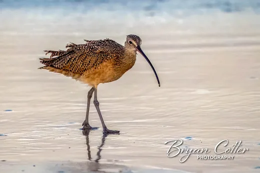 Long-billed Curlew