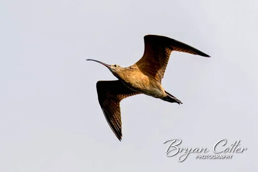 Long-billed Curlew