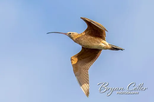 Long-billed Curlew