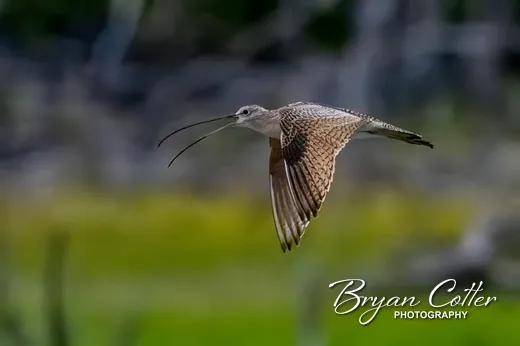 Long-billed Curlew