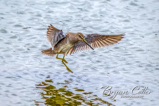 Long-billed Dowitcher