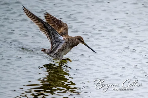 Long-billed Dowitcher