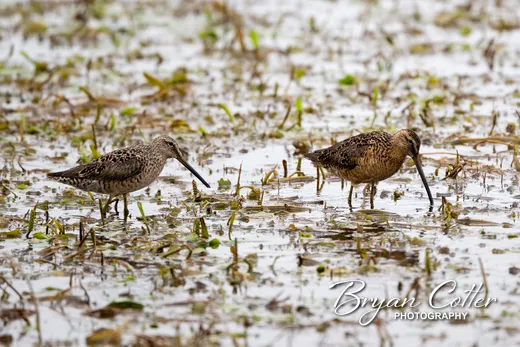 Long-billed Dowitcher