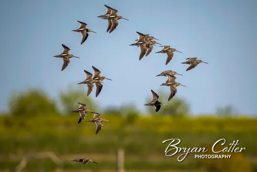 Long-billed Dowitcher