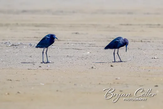 Little Blue Heron