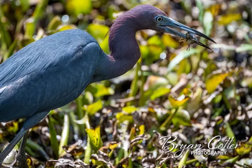Little Blue Heron
