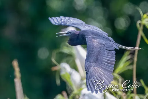 Little Blue Heron photographed in Texas by Bryan Cotter