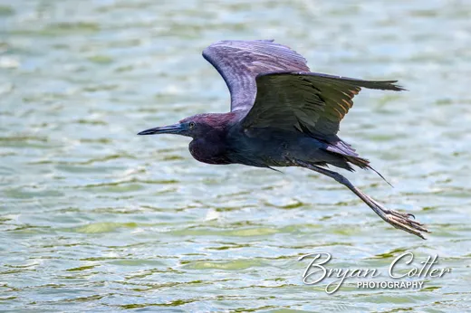 Little Blue Heron