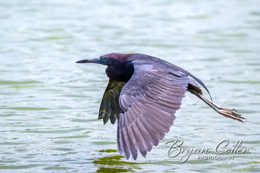 Little Blue Heron