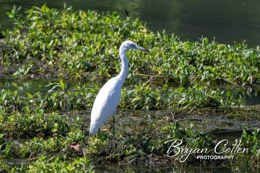 Little Blue Heron