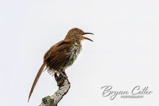 Long-billed Thrasher