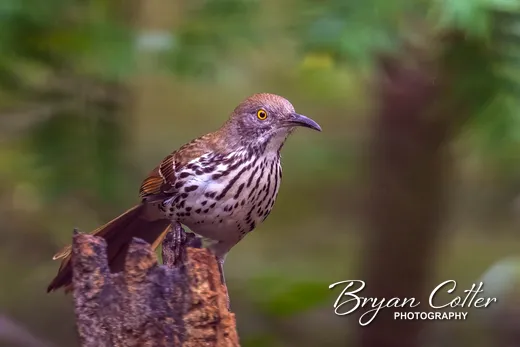 Long-billed Thrasher