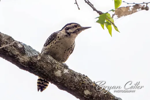 Ladder-backed Woodpecker