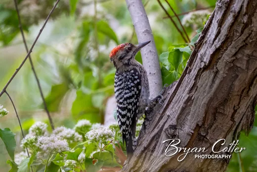 Ladder-backed Woodpecker