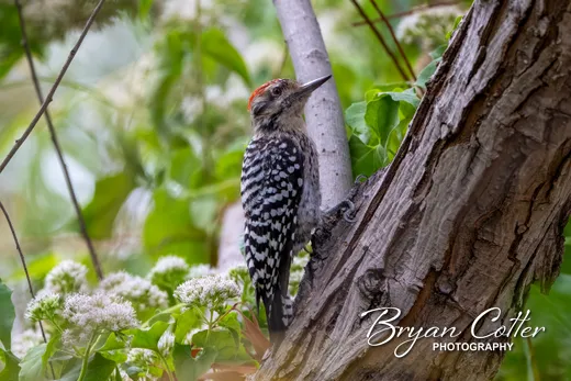 Ladder-backed Woodpecker