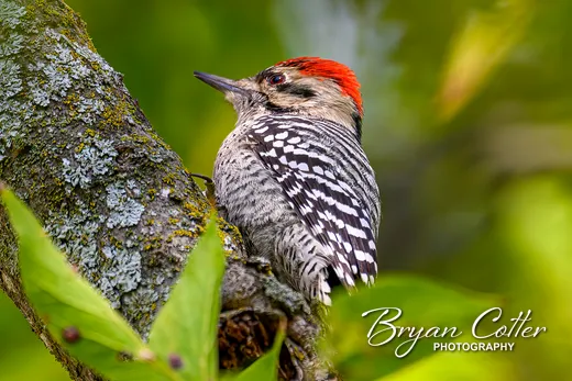 Ladder-backed Woodpecker