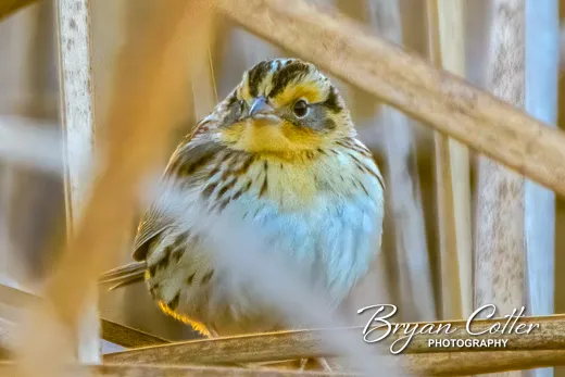 LeConte's Sparrow