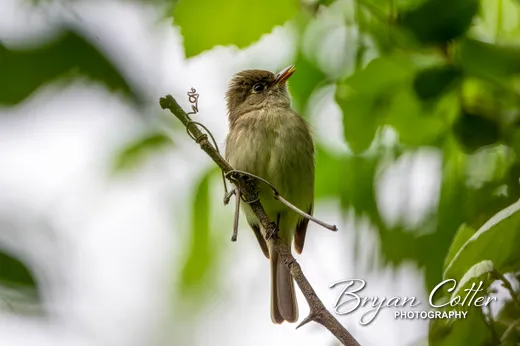 Texas flycatchers photo gallery