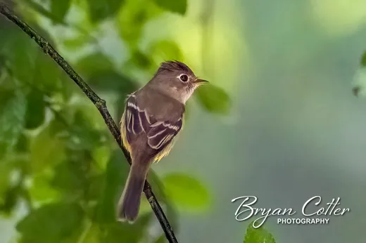 Least Flycatcher photographed in Texas by Bryan Cotter