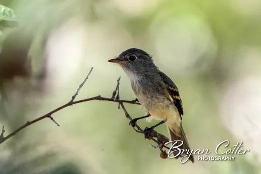 Least Flycatcher