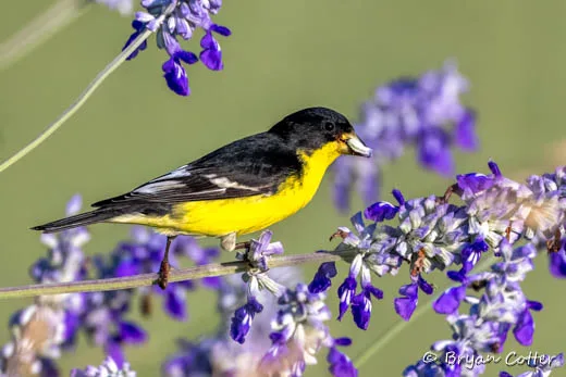 Lesser Goldfinch