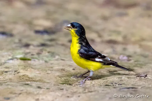 Lesser Goldfinch