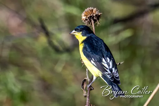 Lesser Goldfinch