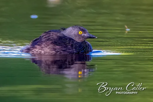 Least Grebe