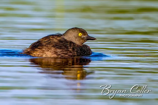 Least Grebe