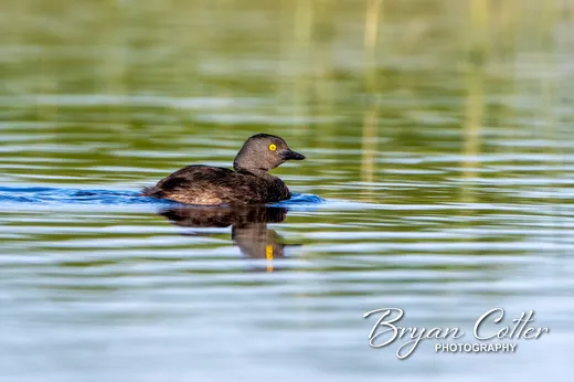 Least Grebe