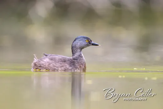 Least Grebe