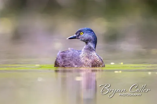 Least Grebe