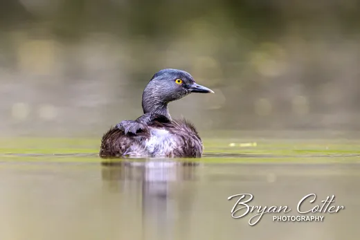 Least Grebe