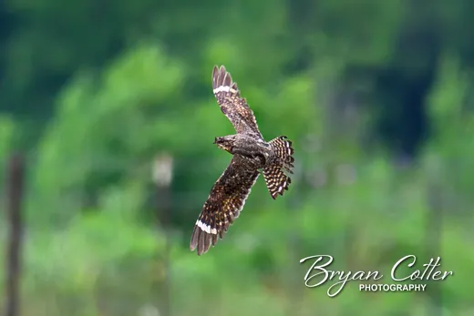 Lesser Nighthawk
