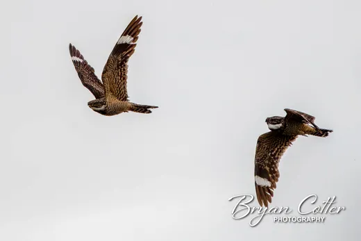 Lesser Nighthawk