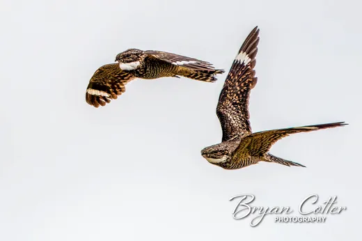 Lesser Nighthawk