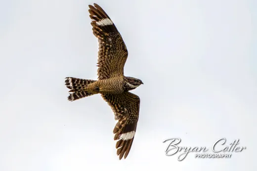 Lesser Nighthawk