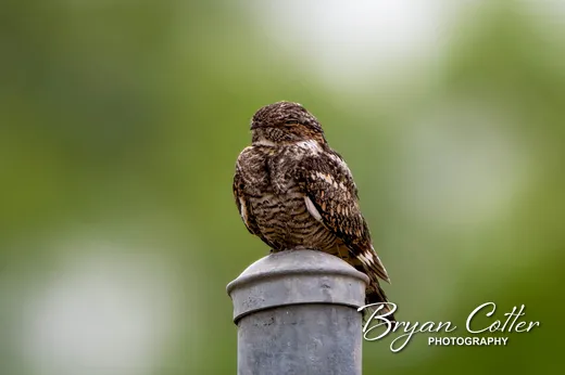 Lesser Nighthawk photographed in Texas by Bryan Cotter