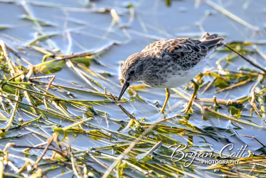 Least Sandpiper