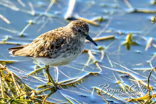 Least Sandpiper