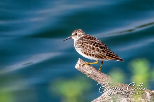 Least Sandpiper photographed in Texas by Bryan Cotter