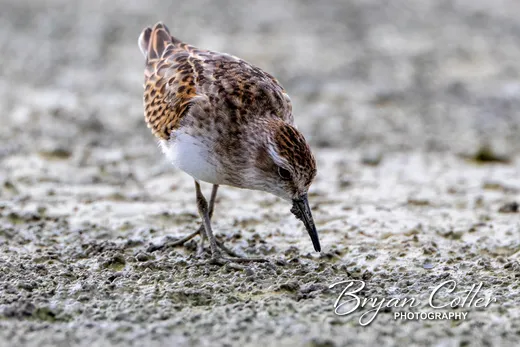 Least Sandpiper