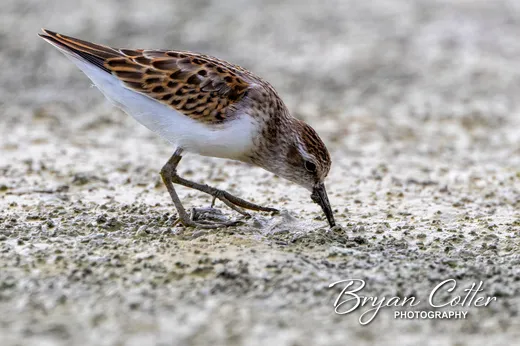 Least Sandpiper