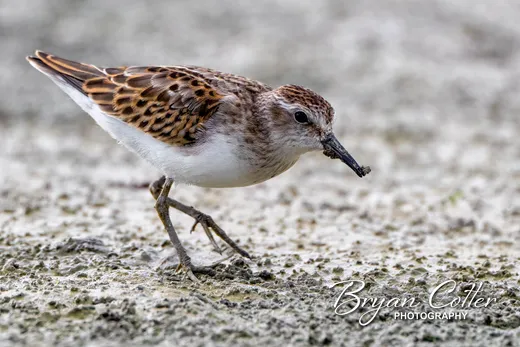 Least Sandpiper