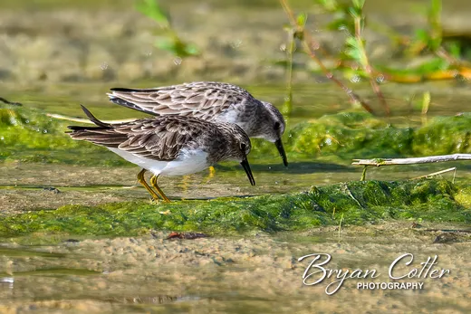 Least Sandpiper