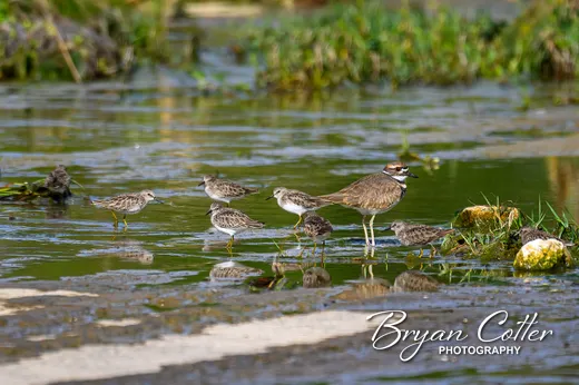 Least Sandpiper