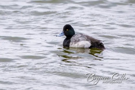 Lesser Scaup