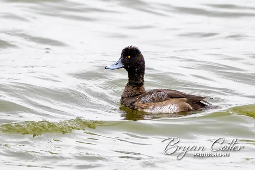 Lesser Scaup