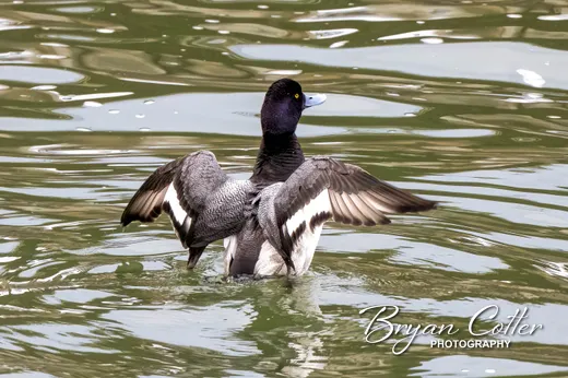 Lesser Scaup