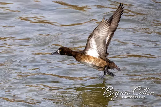 Lesser Scaup